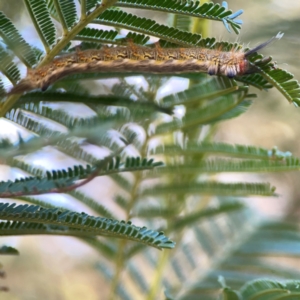 Nataxa flavescens at QPRC LGA - 21 Mar 2024