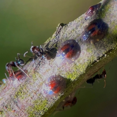 Iridomyrmex sp. (genus) (Ant) at QPRC LGA - 21 Mar 2024 by Hejor1