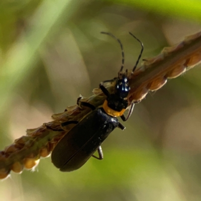 Chauliognathus lugubris (Plague Soldier Beetle) at QPRC LGA - 21 Mar 2024 by Hejor1