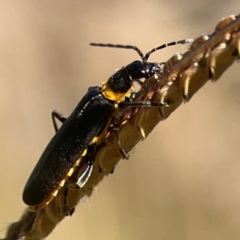 Chauliognathus lugubris at QPRC LGA - 21 Mar 2024