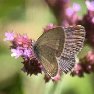 Zizina otis (Common Grass-Blue) at Jerrabomberra, NSW - 21 Mar 2024 by Hejor1