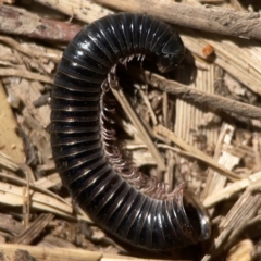 Ommatoiulus moreleti (Portuguese Millipede) at Jerrabomberra, NSW - 21 Mar 2024 by Hejor1