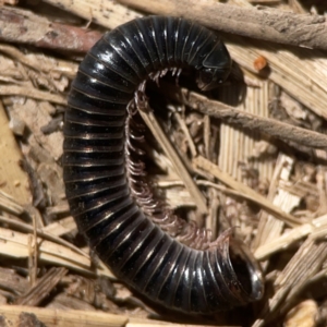 Ommatoiulus moreleti at Jerrabomberra Creek - 21 Mar 2024 03:31 PM