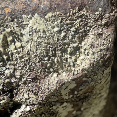 Xanthoparmelia sp. (Rock-shield lichen (foliose lichen)) at Jerrabomberra Creek - 21 Mar 2024 by Hejor1