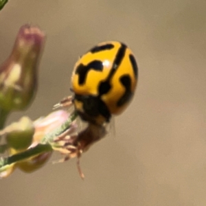 Coccinella transversalis at Jerrabomberra Creek - 21 Mar 2024 03:22 PM