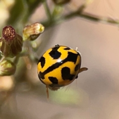 Coccinella transversalis at Jerrabomberra Creek - 21 Mar 2024 03:22 PM