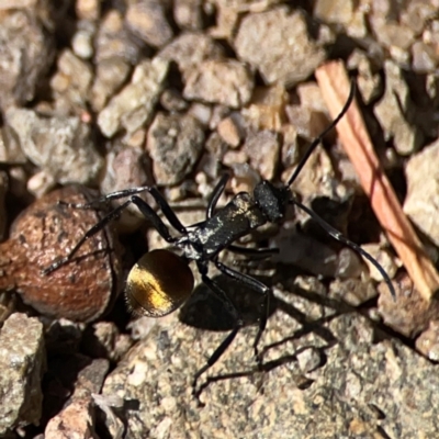 Polyrhachis ammon (Golden-spined Ant, Golden Ant) at QPRC LGA - 21 Mar 2024 by Hejor1