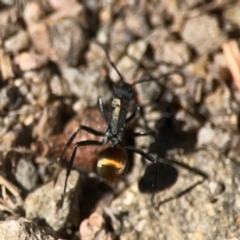 Polyrhachis ammon at QPRC LGA - 21 Mar 2024