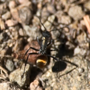 Polyrhachis ammon at QPRC LGA - 21 Mar 2024 03:22 PM