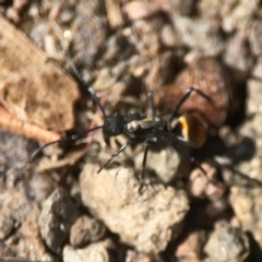 Polyrhachis ammon at QPRC LGA - 21 Mar 2024