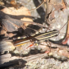 Macrotona sp. (genus) (Macrotona grasshopper) at Jerrabomberra Creek - 21 Mar 2024 by Hejor1