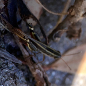 Macrotona sp. (genus) at QPRC LGA - 21 Mar 2024