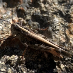 Heteropternis obscurella (A grasshopper) at Jerrabomberra, NSW - 21 Mar 2024 by Hejor1