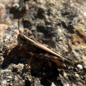 Heteropternis obscurella at QPRC LGA - 21 Mar 2024 03:17 PM