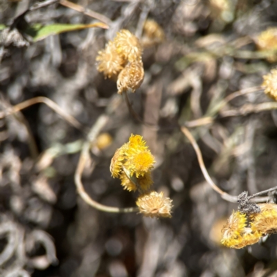 Chrysocephalum apiculatum (Common Everlasting) at Jerrabomberra, NSW - 21 Mar 2024 by Hejor1