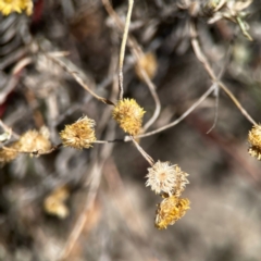 Chrysocephalum apiculatum at QPRC LGA - 21 Mar 2024