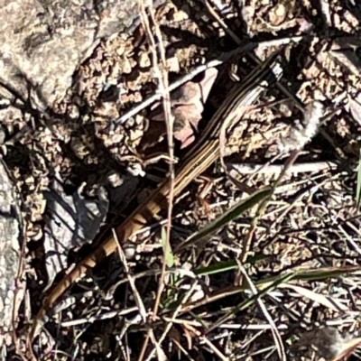 Ctenotus taeniolatus (Copper-tailed Skink) at Jerrabomberra Creek - 21 Mar 2024 by Hejor1