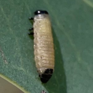 Paropsisterna cloelia at QPRC LGA - 21 Mar 2024 03:12 PM