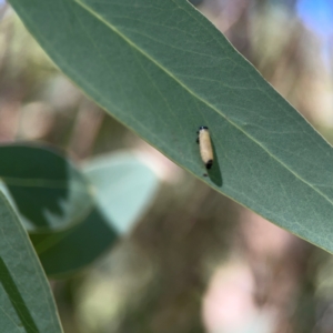 Paropsisterna cloelia at QPRC LGA - 21 Mar 2024 03:12 PM