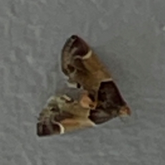Pyralis farinalis (Meal Moth) at Jerrabomberra, NSW - 21 Mar 2024 by Hejor1