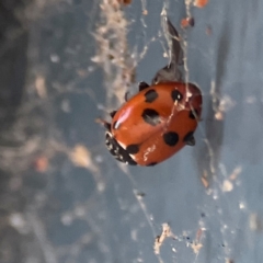 Hippodamia variegata (Spotted Amber Ladybird) at QPRC LGA - 21 Mar 2024 by Hejor1