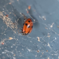 Hippodamia variegata at QPRC LGA - 21 Mar 2024 02:37 PM