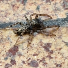 Unidentified Jumping or peacock spider (Salticidae) at Lyneham, ACT - 21 Mar 2024 by trevorpreston