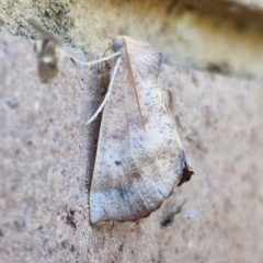 Mnesampela comarcha (Dry-leaf Gum Moth) at Lyneham, ACT - 21 Mar 2024 by trevorpreston