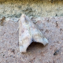 Mnesampela comarcha at Sullivans Creek, Lyneham South - 22 Mar 2024 10:07 AM