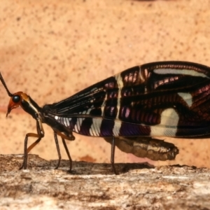 Porismus strigatus at Mount Ainslie - suppressed