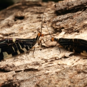 Porismus strigatus at Mount Ainslie - suppressed