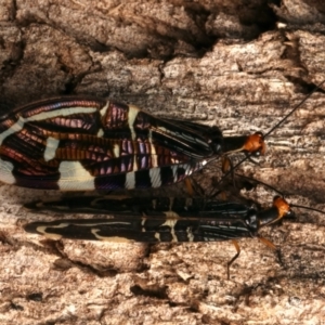 Porismus strigatus at Mount Ainslie - suppressed