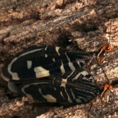 Porismus strigatus at Mount Ainslie - suppressed