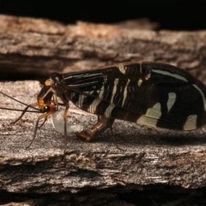 Porismus strigatus at Mount Ainslie - suppressed