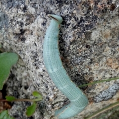 Geometridae (family) IMMATURE at QPRC LGA - 20 Mar 2024