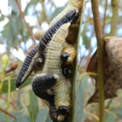 Perginae sp. (subfamily) (Unidentified pergine sawfly) at Borough, NSW - 19 Mar 2024 by Paul4K