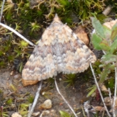 Dichromodes disputata (Scaled Heath Moth) at Boro - 20 Mar 2024 by Paul4K