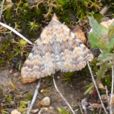 Dichromodes disputata (Scaled Heath Moth) at Boro - 20 Mar 2024 by Paul4K