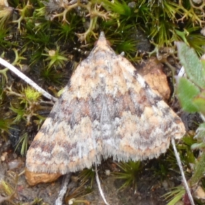 Dichromodes disputata at QPRC LGA - 20 Mar 2024