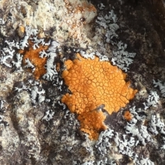 Unidentified Lichen at Boro - 20 Mar 2024 by Paul4K