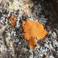 Unidentified Lichen at Borough, NSW - 20 Mar 2024 by Paul4K
