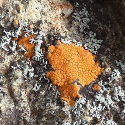 Unidentified Lichen at Borough, NSW - 20 Mar 2024 by Paul4K