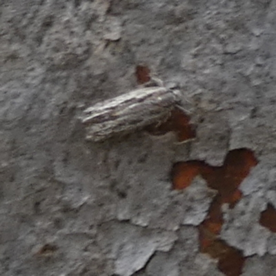 Ardozyga undescribed species nr amblopis (A Gelechioid moth) at Boro - 20 Mar 2024 by Paul4K