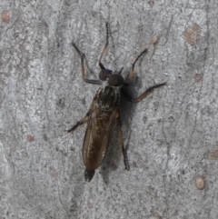 Unidentified Robber fly (Asilidae) at Boro - 20 Mar 2024 by Paul4K