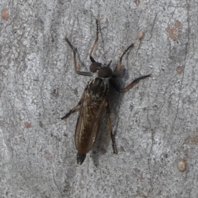 Cerdistus sp. (genus) (Slender Robber Fly) at Boro - 20 Mar 2024 by Paul4K