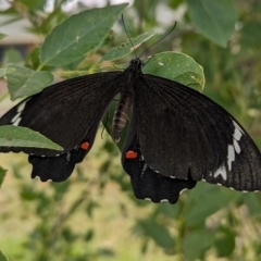 Papilio aegeus (Orchard Swallowtail, Large Citrus Butterfly) at Lions Youth Haven - Westwood Farm A.C.T. - 22 Mar 2024 by HelenCross