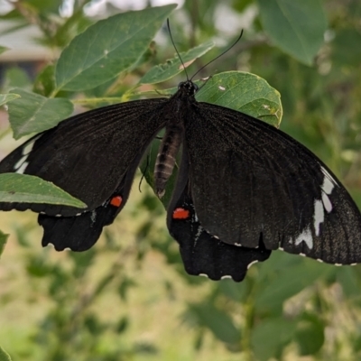 Papilio aegeus (Orchard Swallowtail, Large Citrus Butterfly) at Lions Youth Haven - Westwood Farm A.C.T. - 21 Mar 2024 by HelenCross