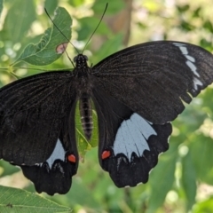 Papilio aegeus at Lions Youth Haven - Westwood Farm A.C.T. - suppressed