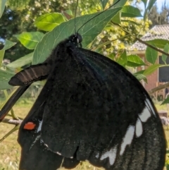 Papilio aegeus at Lions Youth Haven - Westwood Farm A.C.T. - 22 Mar 2024