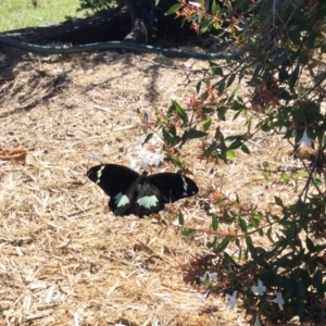 Papilio aegeus at Lade Vale, NSW - 22 Mar 2024